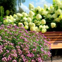 Летнее настроение :: светлана льдокова