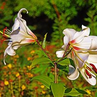 Август...Церковные лилии! :: Владимир 