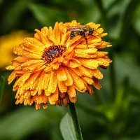 Макро :: SanSan 