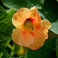 Настурция :: Татьяна Лютаева