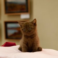 Выставка кошек :: Андрей 