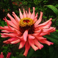 Красавица цинния :: Людмила Смородинская