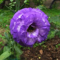 Эустома радует :: Людмила Смородинская