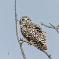 сова болотная. :: юрий макаров