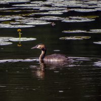Чомга на озере :: Сергей Цветков Чомга на озере :: Сергей Цветков