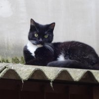 Уличные кошки :: Рита Симонова