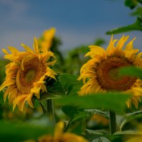 Из серии о подсолнухах. :: Sergey (Apg)