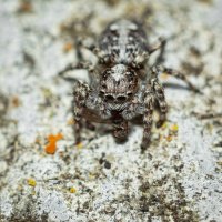 Jumping Spider | 21 :: Sergey Sonvar Jumping Spider | 21 :: Sergey Sonvar