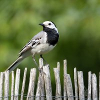 Трясогузка позирует) :: Александр Синдерёв