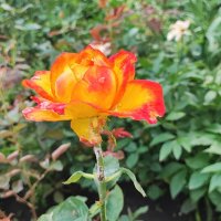 ,,, :: Сергей Тимоновский