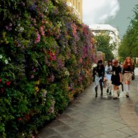 "Живая" стена из петуний. :: Татьяна Помогалова "Живая" стена из петуний. :: Татьяна Помогалова