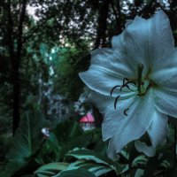 ***** :: юрий поляков