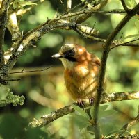 сойка :: ИННА ПОРОХОВА