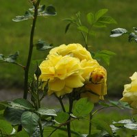 розы :: ИННА ПОРОХОВА