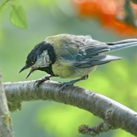 устроила скандал старушка... :: Andrey Bragin устроила скандал старушка... :: Andrey Bragin