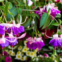 *** :: ирина )))