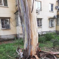 ЭВКАЛИПТ :: Tata Wolf ЭВКАЛИПТ :: Tata Wolf