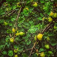 Яблоня :: Алексей Архипов