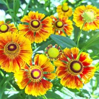 Гелениум :: Наталья 