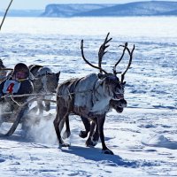 Упорная борьба на дистанции :: Александр Велигура Упорная борьба на дистанции :: Александр Велигура