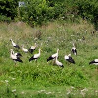 На первый, второй рассчитайсь... :: Александр Кондаков