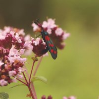 *** :: Елена Kазак (selena1965)