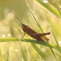 *** :: Елена Kазак (selena1965)