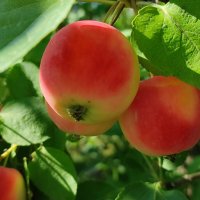 Наливаются :: Валентина Богатко 