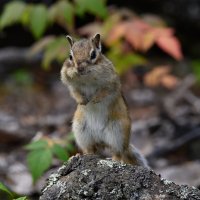 Любопытство :: Дмитрий 