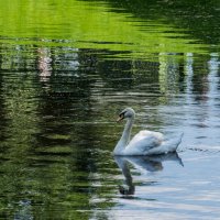 В Летнем саду. :: Галина Бехметьева