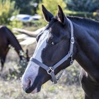 Портрет лошади :: Светлана Тихонина