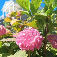 Гортензия :: Сапсан 