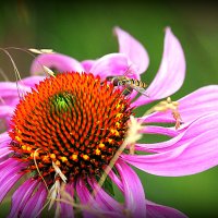 они на радость нам даны :: Олег Лукьянов они на радость нам даны :: Олег Лукьянов