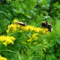 Флора и фауна. :: Милешкин Владимир Алексеевич Флора и фауна. :: Милешкин Владимир Алексеевич