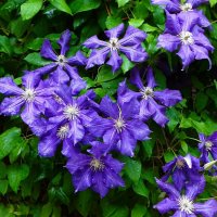 Клематисы :: Милешкин Владимир Алексеевич 