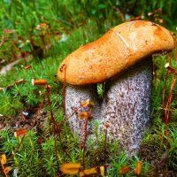 Грибные сиамские близнецы! :: Владимир 