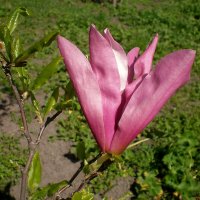 Цветок :: Роман Савоцкий