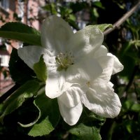 Цветок :: Роман Савоцкий