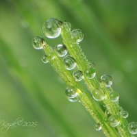 *** :: Елена Kазак (selena1965)