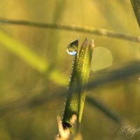 *** :: Елена Kазак (selena1965)