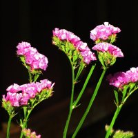 Статица цветёт :: Людмила Смородинская