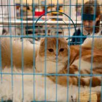 Выставка кошек :: Андрей 