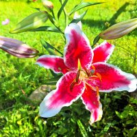 Лилия :: Наталья 