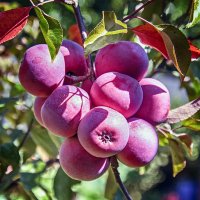 Яблочки :: Андроник Александр 