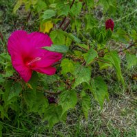 Аленький :: Анатолий Чикчирный