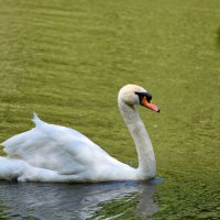 Москва. Сад будущего. Белый лебедь. :: Наташа *****