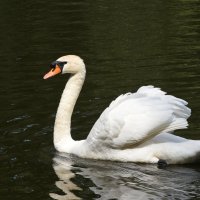 Москва. Сад будущего. Белый лебедь. :: Наташа *****