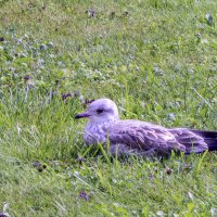 Чайка на берегу :: Сергей Цветков