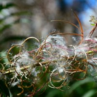 Кружево лета. :: Михаил Колосов 