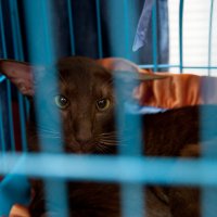 Выставка кошек :: Андрей 